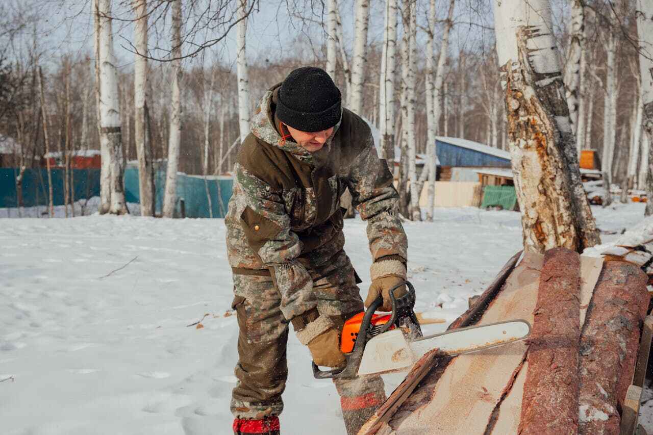 The Steps Involved in Our Tree Care Process in Frostburg, MD